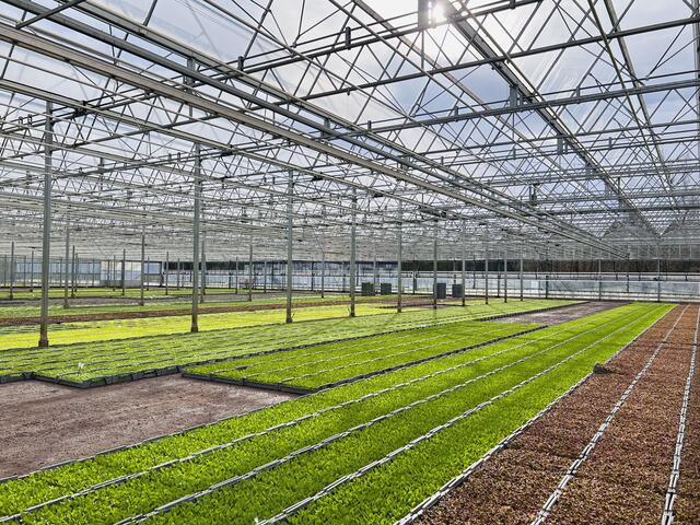 Der Gemüsegarten Pfalz ist ein besonders nachhaltiges und vom Klima bevorzugtes Wachstums-Cluster, in dem aktuell die Salate mit speziellen Pflanzmaschinen gepflanzt werden.  | Foto: Gemüsegarten Pfalz