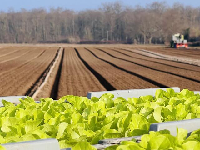 Damit die Salaternte ab Mitte April erfolgen kann, werden aktuell im Gemüsegarten Pfalz zirka 2,5 Mio. Jungpflanzen pro Woche gesetzt! | Foto: Gemüsegarten Pfalz