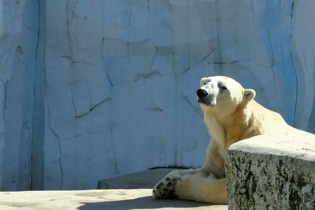 Eisbär Kap | Foto: Marlene Deck