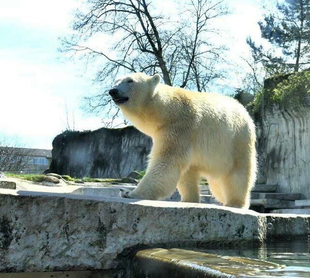 Eisbärdame Nuka  | Foto: Marlene Deck