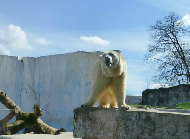 Eisbärdame Nuka  | Foto: Marlene Deck