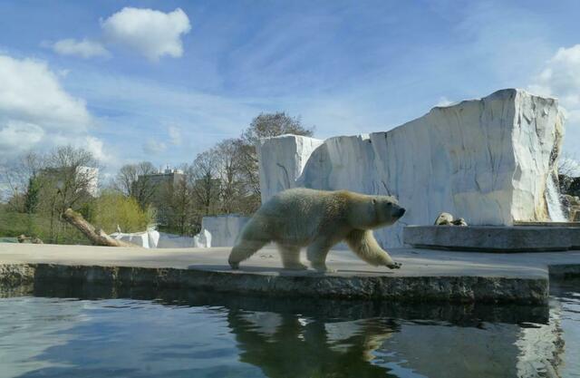 Eisbärdame Nuka  | Foto: Marlene Deck