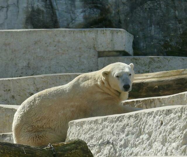 Eisbär Kap | Foto: Marlene Deck