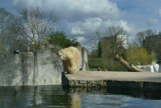 Eisbärdame Nuka  | Foto: Marlene Deck