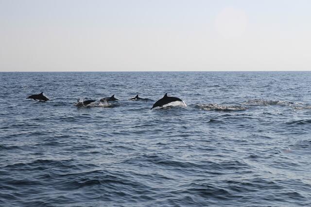 An der Küste mit Delfinen | Foto: © www.jowapress.de