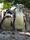 Ein Humboldt-Pinguin mit Jungtier im Zoo Landau | Foto: Zoo Landau
