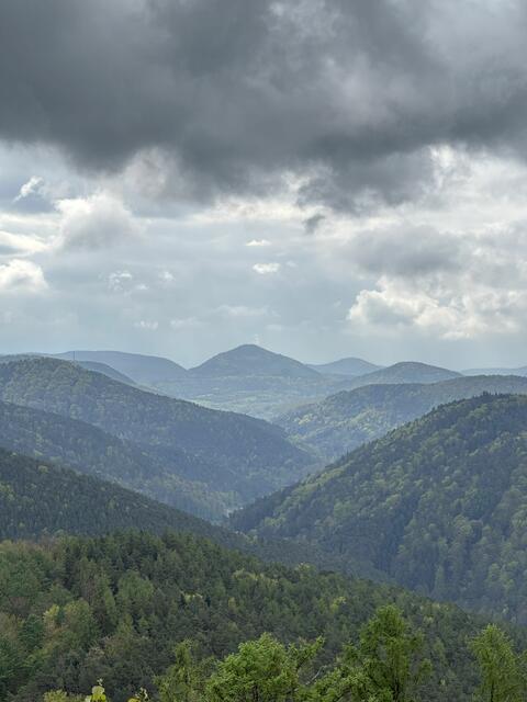 Einmalige Aussicht in den Pfälzerwald | Foto: Seyfried