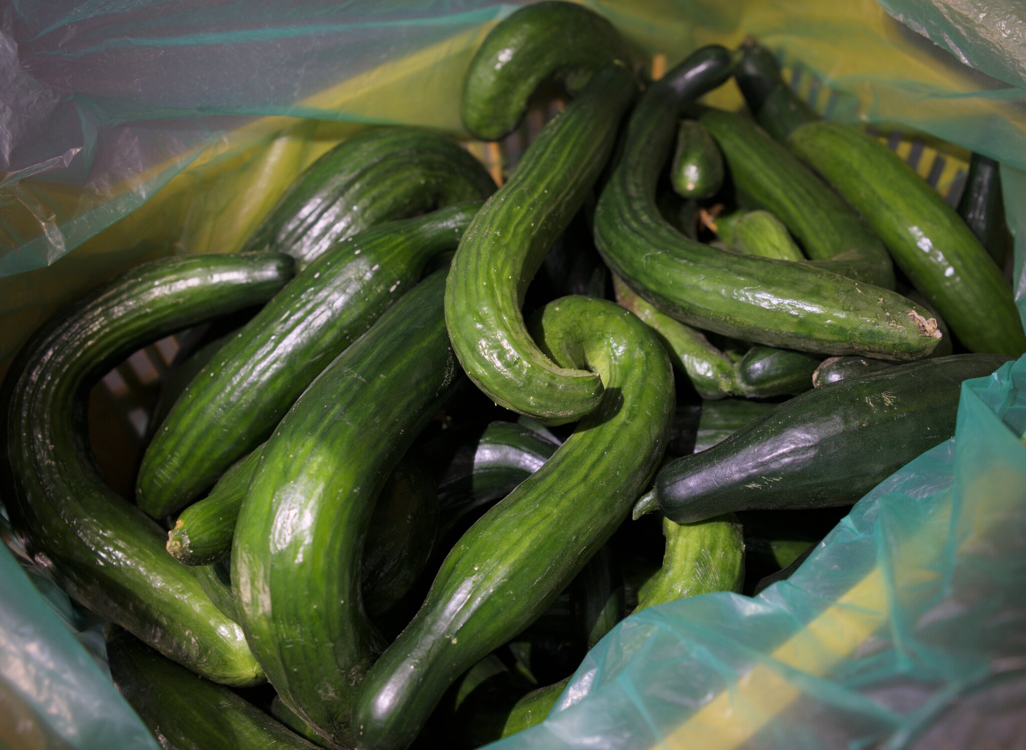 Beste Gurke der Welt und die RieslingTomate BioGemüse aus Kreta