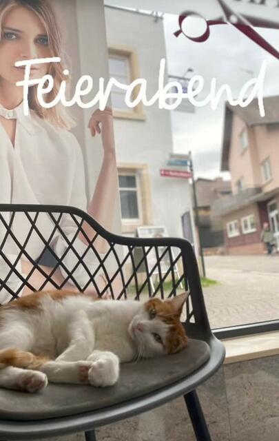 Im heimischen Friseurladen wurde es Kater Tarcin schnell zu langweilig | Foto: Elvan Gülay
