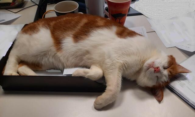 In der Kreisverwaltung ist Stadtkater Tarcin ein gerngesehener Gast | Foto: Kreisverwaltung
