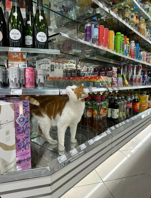 In einer hiesigen Drogerie wird der Stadtkater vor allem von Kindern bewundert | Foto: Elvan Gülay