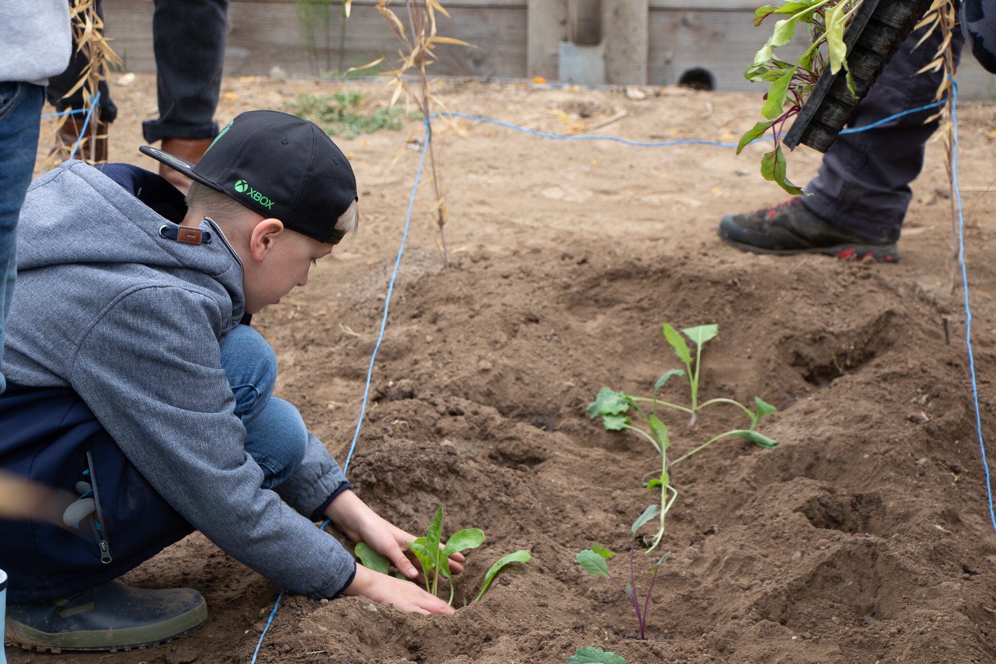 Bohnen, Zwiebeln, Karotten Im neuen Gemüsegarten der JakobReebSchule