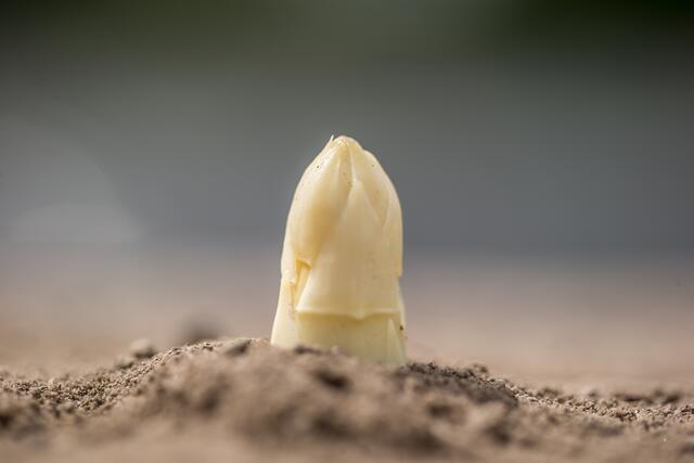 Der Spargel schaut raus | Foto: VSSE/Christoph Goeckel