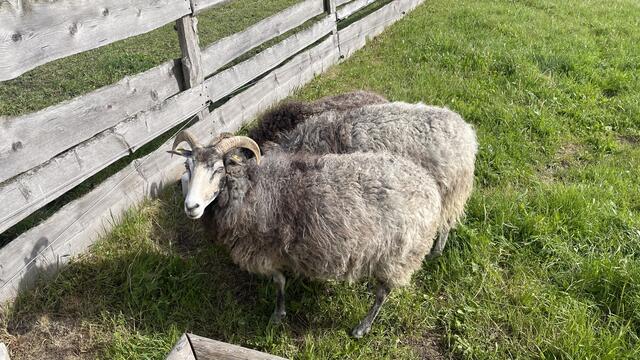 Tierbesatz Lauresham | Foto: Michael Ceranski