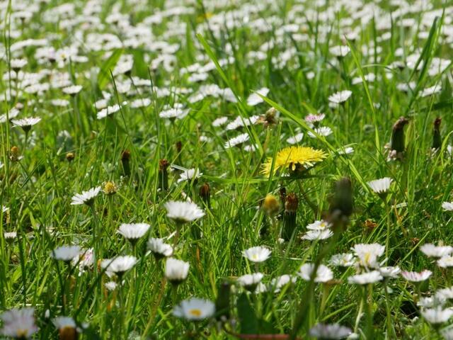 Gänseblümchen | Foto: Ich