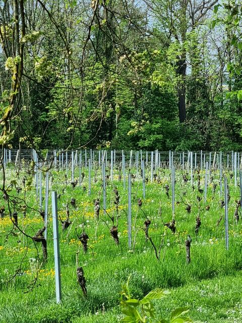 Wein am Rebberg Mulhouse | Foto: © www.jowapress.de