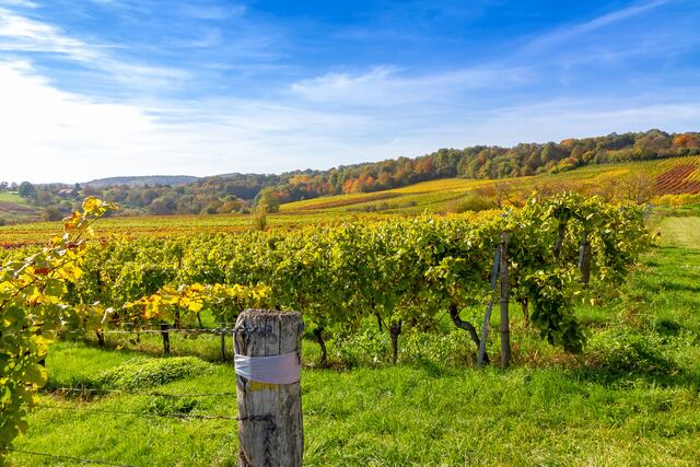 Bewusstes Engagement zahlt sich aus: Die Urlaubsregion Deutsche Weinstraße erhält erneut Zertifizierung als Nachhaltiges Reiseziel Jürgen Fälchle/stock.adobe.com