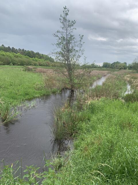 Renaturierter Schwarzbach | Foto: Peter Krietemeyer