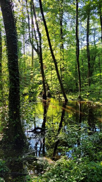 Otterbachbruch 22.05.2024 | Foto: Andrea Abt