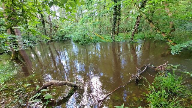 Otterbach an der Bruchallee 18.05.2024
die folgenden Fotos sind an der gleichen Stellen aufgenommen | Foto: Andrea Abt