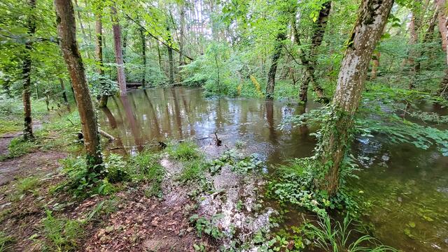 Otterbach an der Bruchallee 22.05.2024 | Foto: Andrea Abt