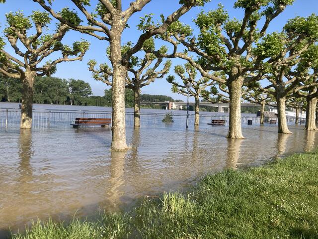 Pegelstand in Worms am Rhein am 3. Juni 2024: 683 cm | Foto: Anouar Touir