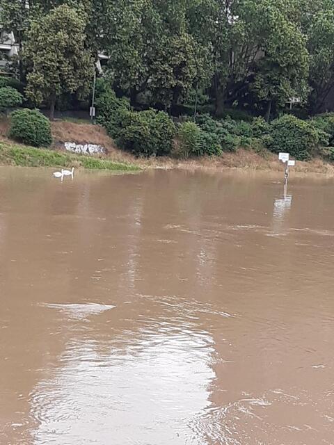 Pegelstand des Neckars am 3. Juni 2024: 848 cm | Foto: Anouar Touir