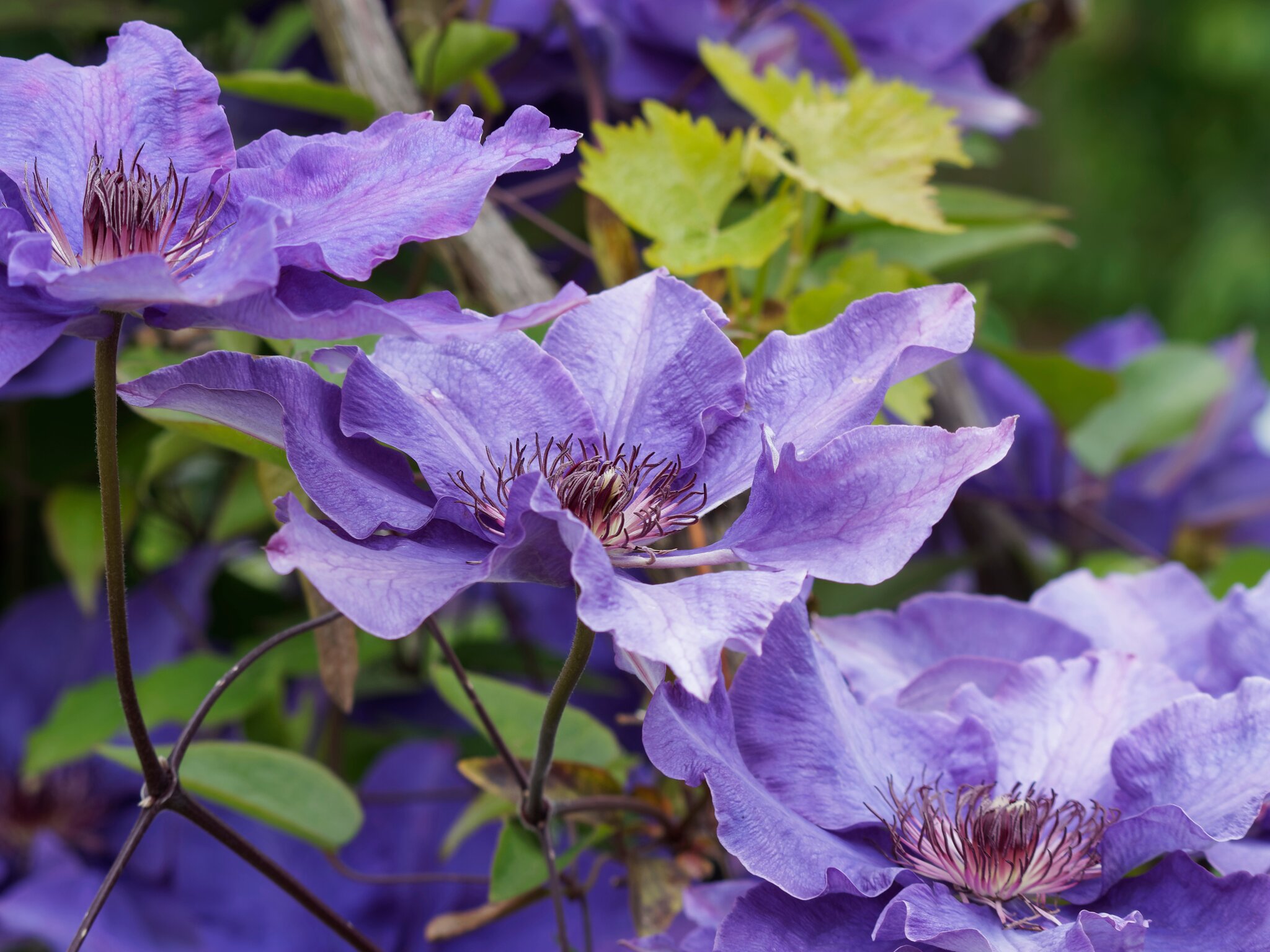 Wann Clematis schneiden? Die optimale Pflege fr ppige Pflanzen