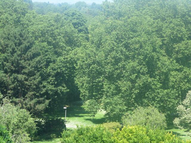 Blick auf die Baumkronen des Ebertparks | Foto: Julia Glöckner