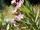 Oleander Symbolbild | Foto: Marc/stock.adobe.com