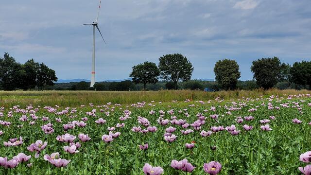 Mohnfeld | Foto: Andrea Abt