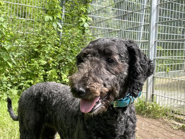 Dieser Hund hat die Qualen in dem Horrorhaus überlebt und sucht nun ein neues Zuhause | Foto: Kreisverwaltung Birkenfeld