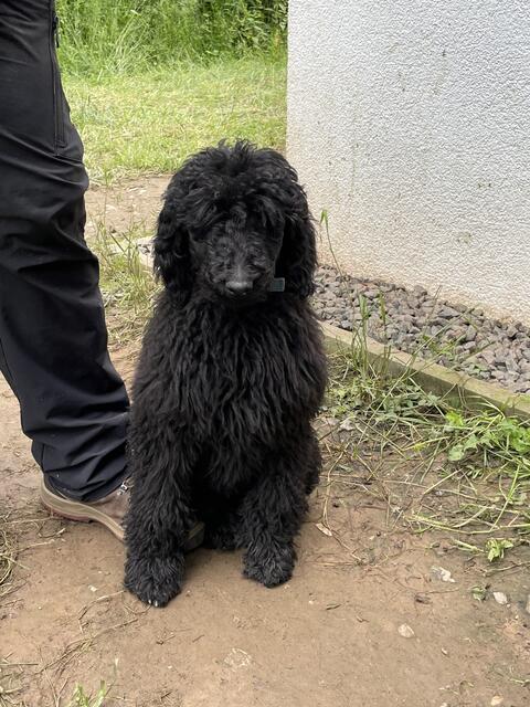 Unter den verwahrlosten, ausgehungerten Hunden befanden sich auch Welpen, die nun ein neues Zuhause suchen | Foto: Kreisverwaltung Birkenfeld