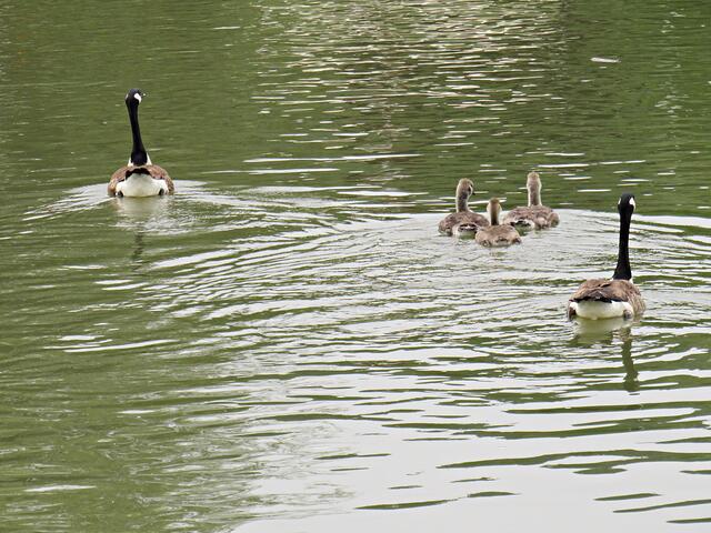 Beschützt durch die Eltern | Foto: Brigitte Melder
