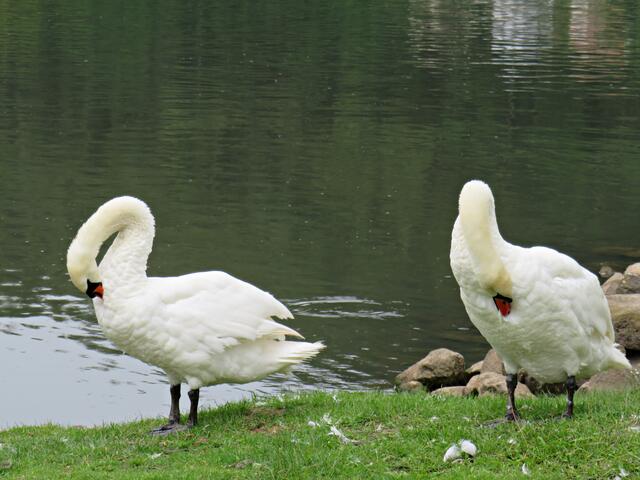 Morgentoilette der Schwäne | Foto: Brigitte Melder