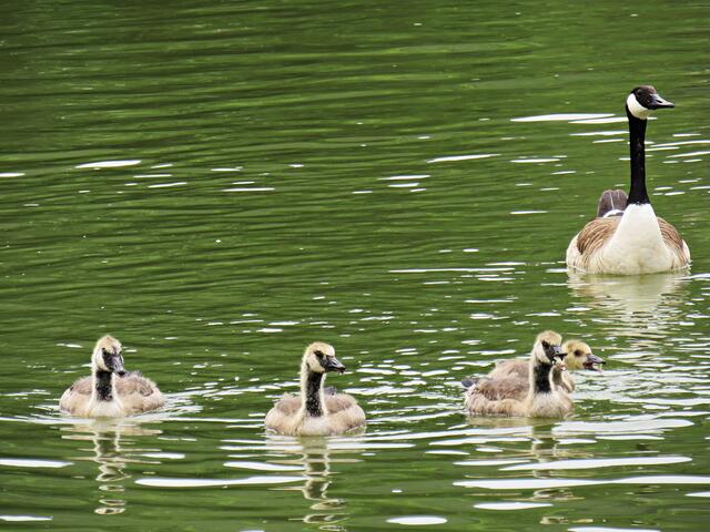 Gänse und ihr Nachwuchs auf dem Neckar | Foto: Brigitte Melder