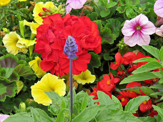 Bepflanzte Tröge | Foto: Brigitte Melder