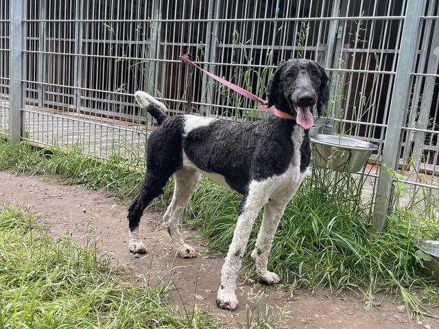 Auch dieses arme Geschöpf wurde an Pfingsten mitten in der Nacht aus dem Haus gerettet | Foto: Kreisverwaltung Birkenfeld