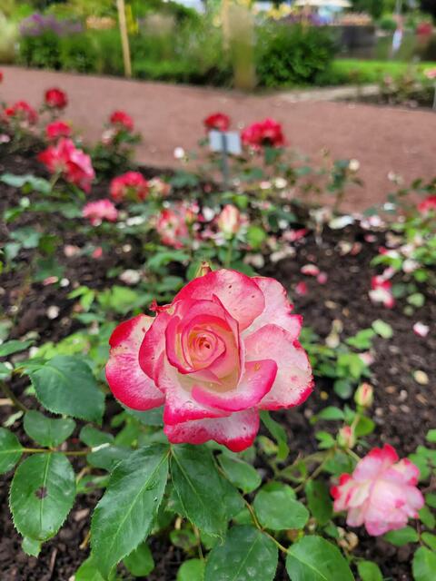 Fest der 1000 Lichter im Rosengarten Zweibrücken mit Brass Machine  | Foto: Barbara Vollmer