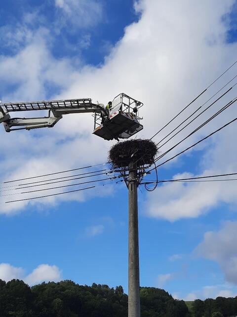 Die Landstuhler Feuerwehr hat den Jungstorch mithilfe ihres großen Leiterwagens wieder in sein Nest gesetzt | Foto: Arnold Germann