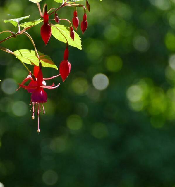 Botanischer Garten Karlsruhe | Foto: Marlene Deck