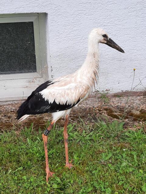 Der Jungstorch hatte Glück im Unglück und den Sturz unbeschadet überstanden | Foto: Arnold Germann