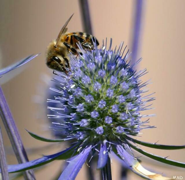 Botanischer Garten Karlsruhe | Foto: Marlene Deck