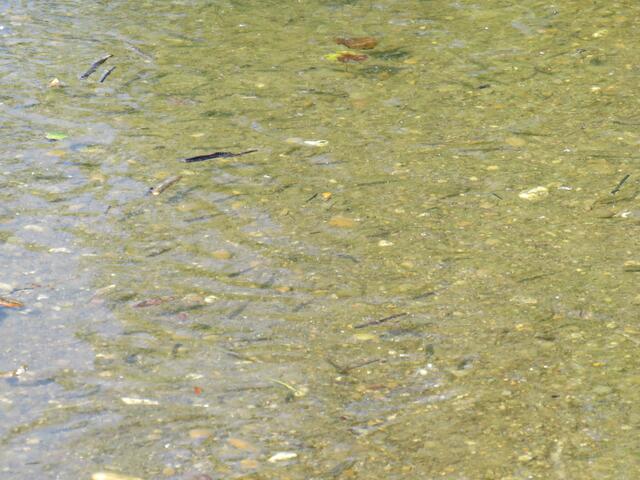 Am Altrhein ..... sind die Fische im Wasser und selten am Land. Hier schon, nämlich auf dem Weg | Foto: Brigitte Melder