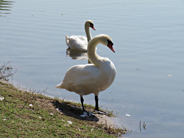 Da kam auch schon die Dame Bubi angeschwommen | Foto: Brigitte Melder