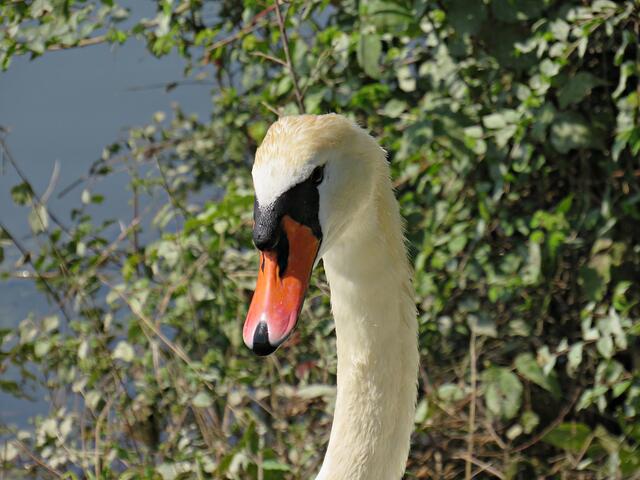 Schwäne sind edle stolze Tiere | Foto: Brigitte Melder