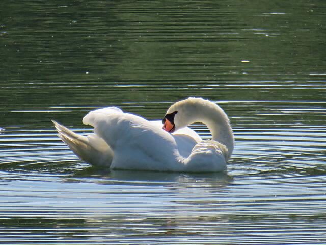 Gefieder putzen | Foto: Brigitte Melder