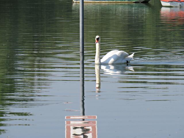 Dieser Schwan kam von rechts und bog in Richtung Altrheinklause ab | Foto: Brigitte Melder