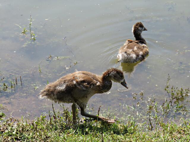 Nilgans-Nachwuchs | Foto: Brigitte Melder