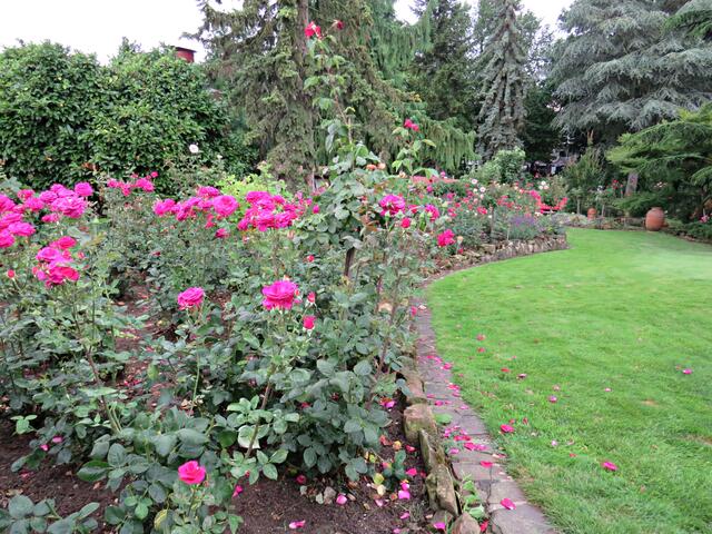Die Rosen müssen noch mit | Foto: Brigitte Melder
